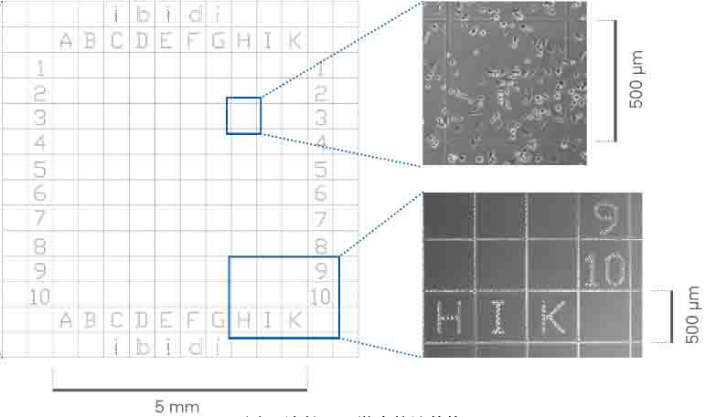 如何快速找回之前觀察過(guò)的細(xì)胞