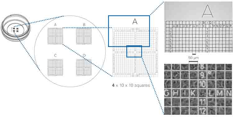 如何快速找回之前觀察過(guò)的細(xì)胞