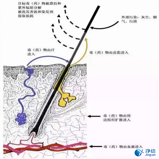  毛發(fā)毒品檢測儀檢測腿毛竟可以測出吸毒?做了全身脫毛也可以？
